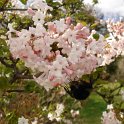 Viburnum x bodnantense